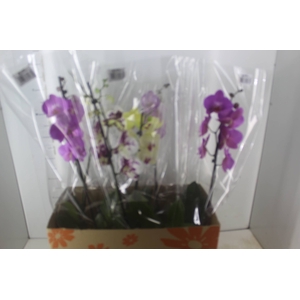 PHALAENOPSIS P15 MIN 8 FLS