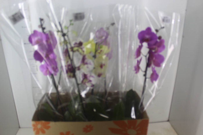<h4>PHALAENOPSIS P15 MIN 8 FLS</h4>