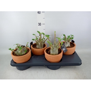 Adenium NB 'Ansu Baobab'