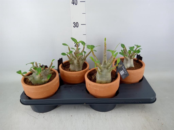 <h4>Adenium NB 'Ansu Baobab'</h4>