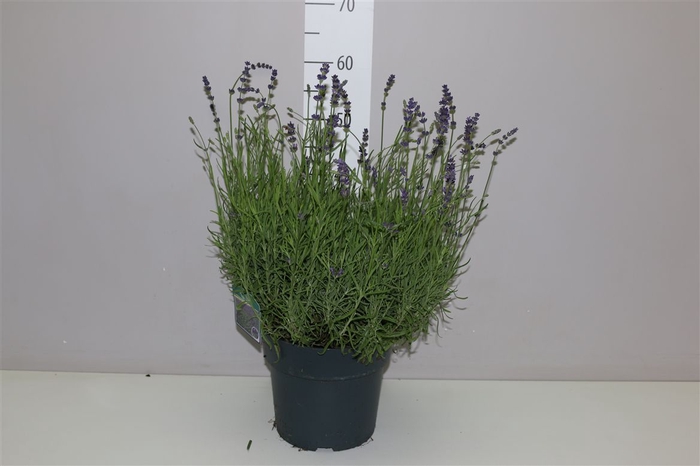 <h4>Lavandula An Hidcote</h4>