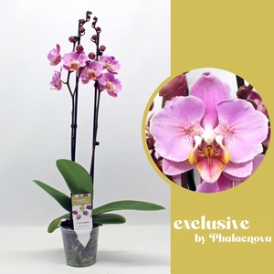 Phalaenopsis overig
