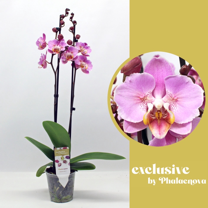 <h4>Phalaenopsis overig</h4>