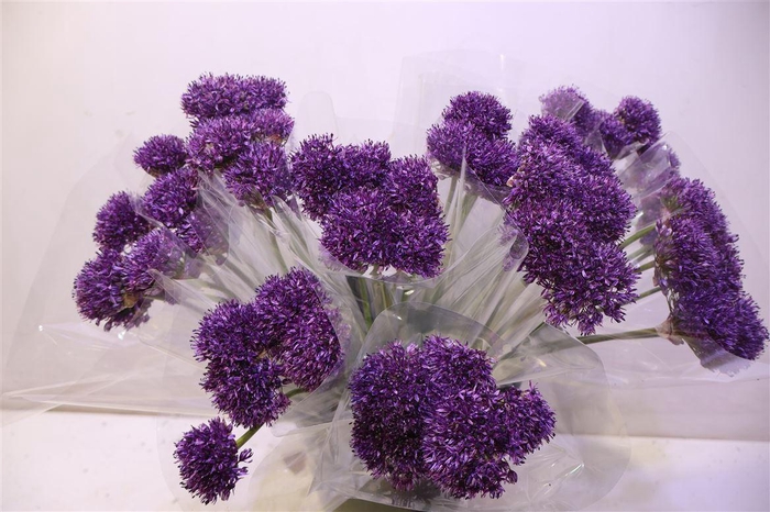<h4>Allium Chicago</h4>