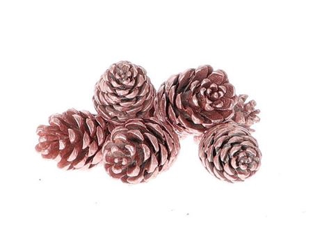 <h4>Pinecone Pinea Douglas 8 Pcs</h4>