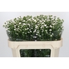 Aster White Gypsy
