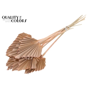 Palm Spear per stem Frosted Salmon