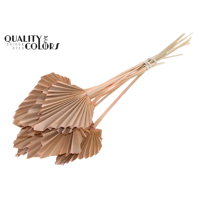 <h4>Palm Spear per stem Frosted Salmon</h4>