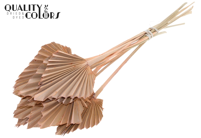 Palm Spear per stem Frosted Salmon
