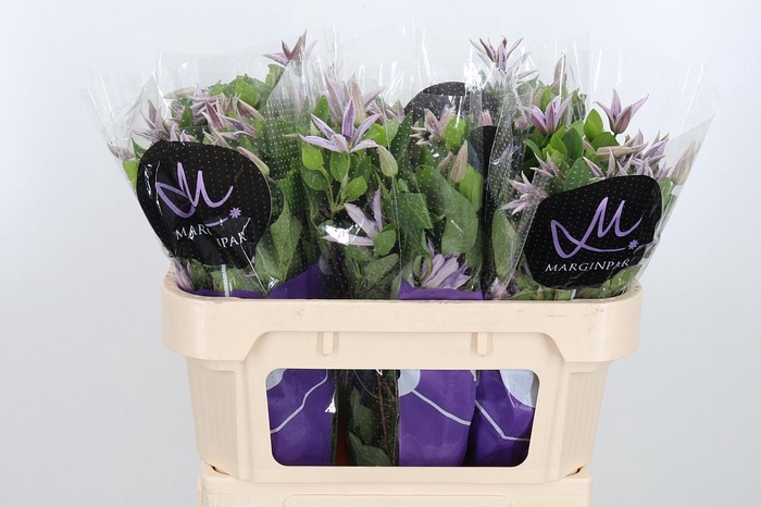 <h4>Clem Amazing Miami</h4>