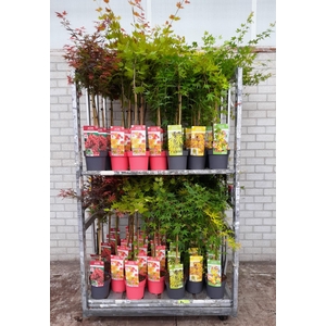 ACER PALMATUM