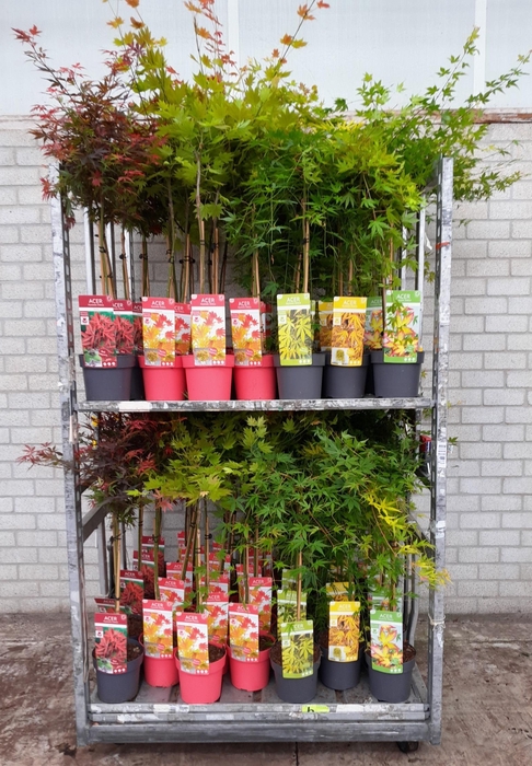 <h4>ACER PALMATUM</h4>