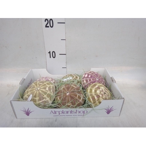 Tillandsia usneoides