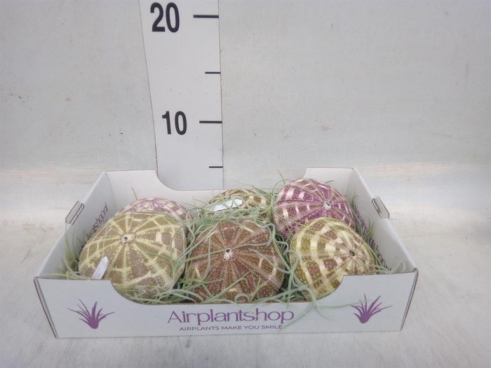 <h4>Tillandsia usneoides</h4>