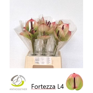 Anth A Fortezza