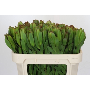 Leucadendron Goldstrike