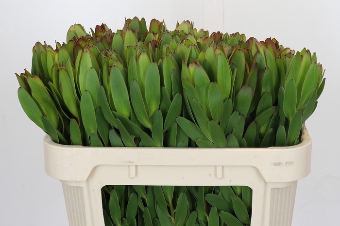 Leucadendron Goldstrike