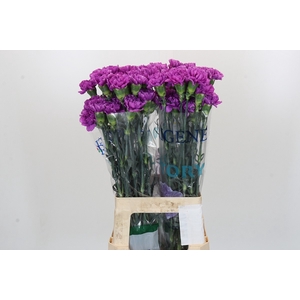 Dianthus St Florigene Moonlite