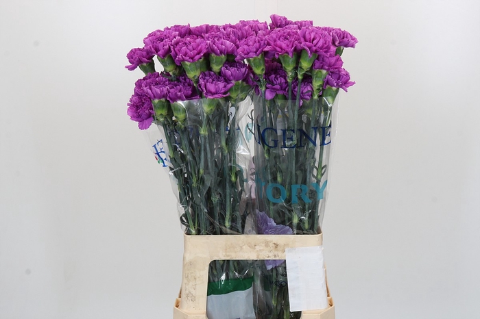 <h4>Dianthus St Florigene Moonlite</h4>