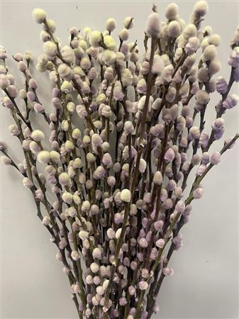 Salix Pussy Willow Purple Fresh
