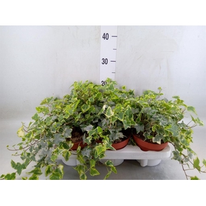 Hedera   ...variegated