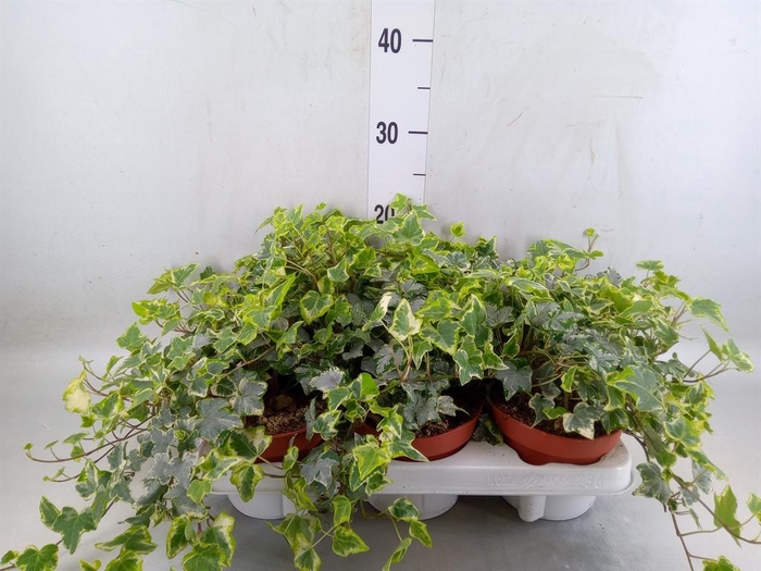 <h4>Hedera   ...variegated</h4>