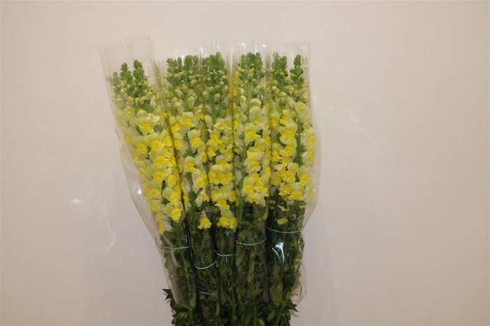 <h4>Antir Overig Yellow</h4>