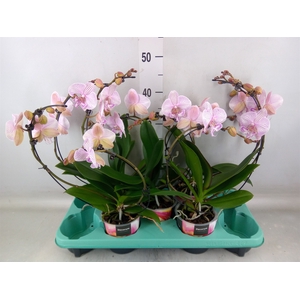 Phalaenopsis   ...