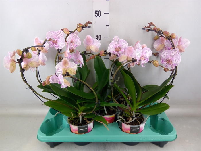<h4>Phalaenopsis   ...</h4>