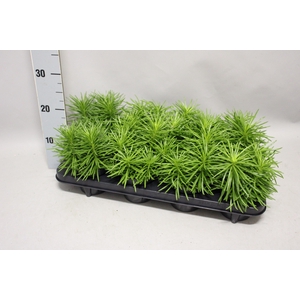 Indoor 11cm Senecio Himalaya