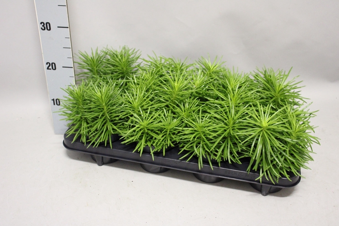 <h4>Indoor 11cm Senecio Himalaya</h4>