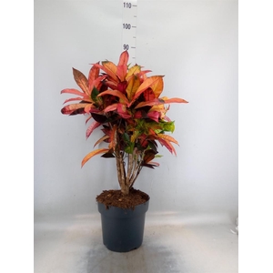 Codiaeum var. KL 'Mrs Iceton'