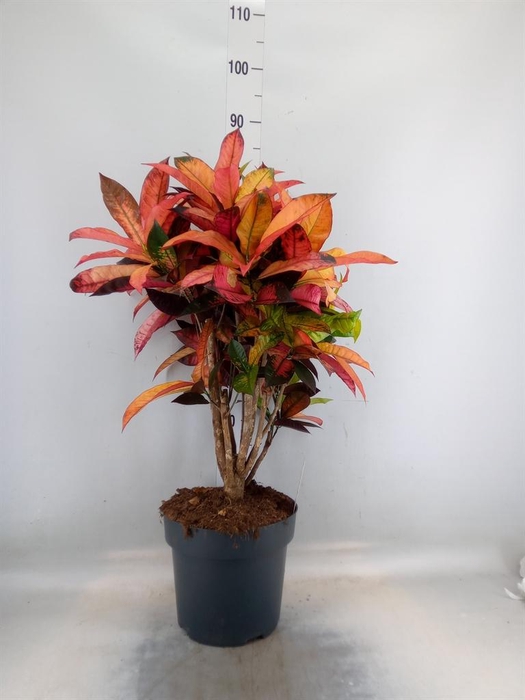 <h4>Codiaeum var. KL 'Mrs Iceton'</h4>