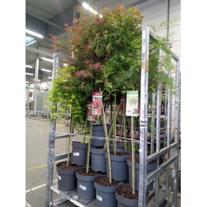 Acer palmatum