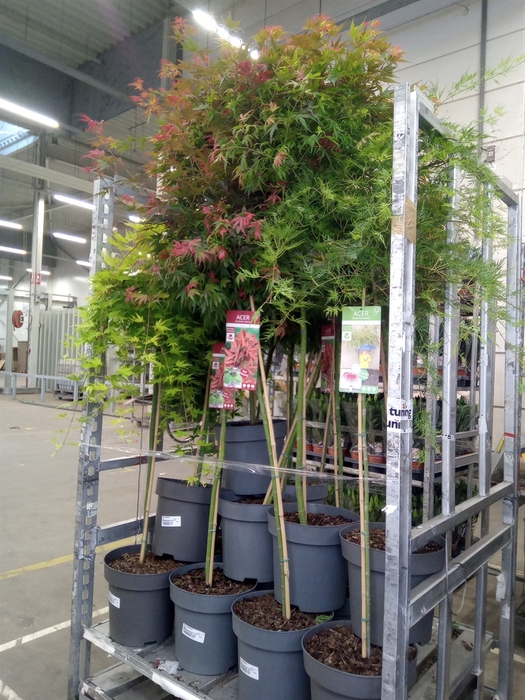 <h4>Acer palmatum</h4>