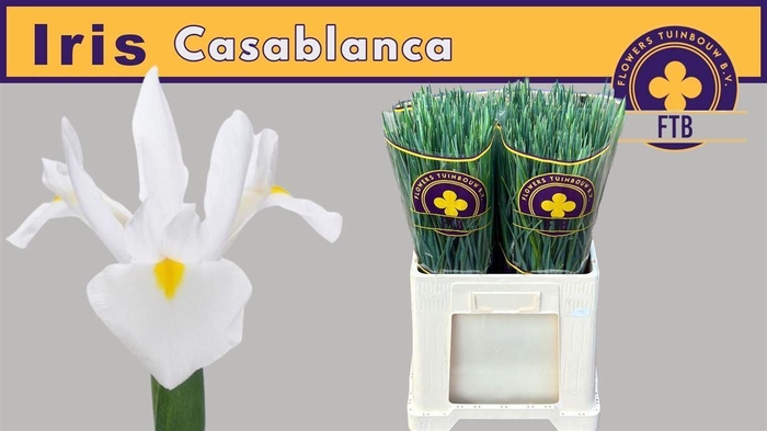 <h4>Iris Casablanca</h4>