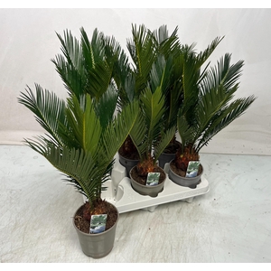 CYCAS REVOLUTA