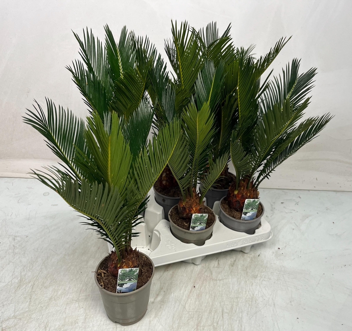 <h4>CYCAS REVOLUTA</h4>