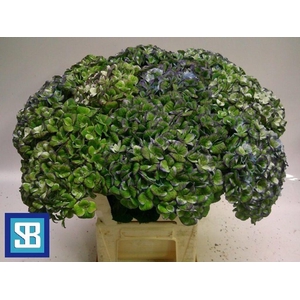Hydrangea mag revolution classic