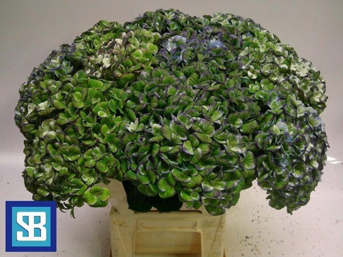 <h4>Hydrangea mag revolution classic</h4>