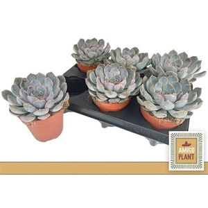 Echeveria Summer