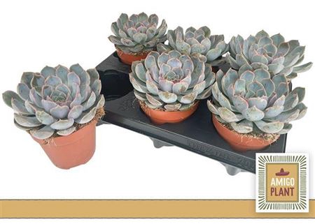 <h4>Echeveria Summer</h4>