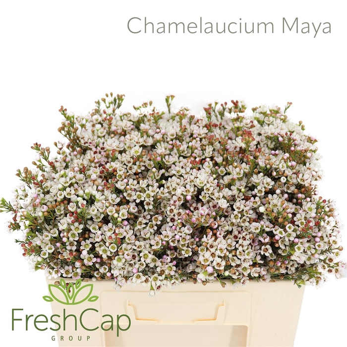 <h4>Chamelaucium Maya</h4>