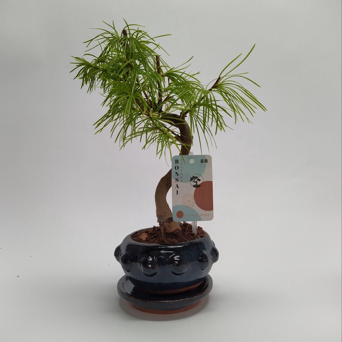 <h4>Pseudolarix S-shape Bonsai 13 cm</h4>