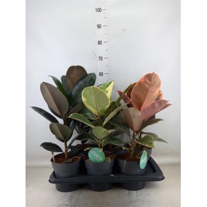 Ficus elastica   ...