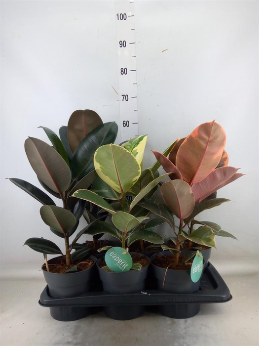 <h4>Ficus elastica ...</h4>