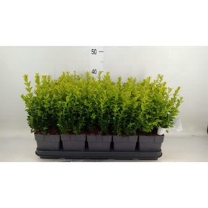 Buxus semp.   ...