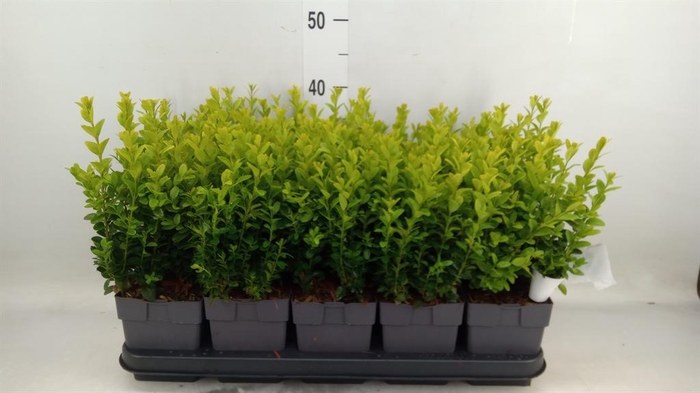 <h4>Buxus semp.   ...</h4>