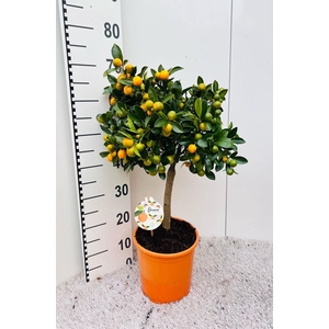 Citrus Calamondin on stem