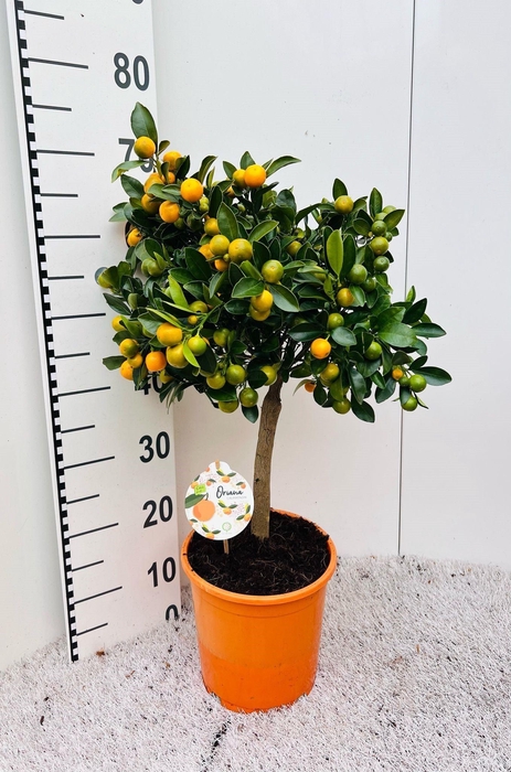 <h4>Citrus Calamondin on stem</h4>